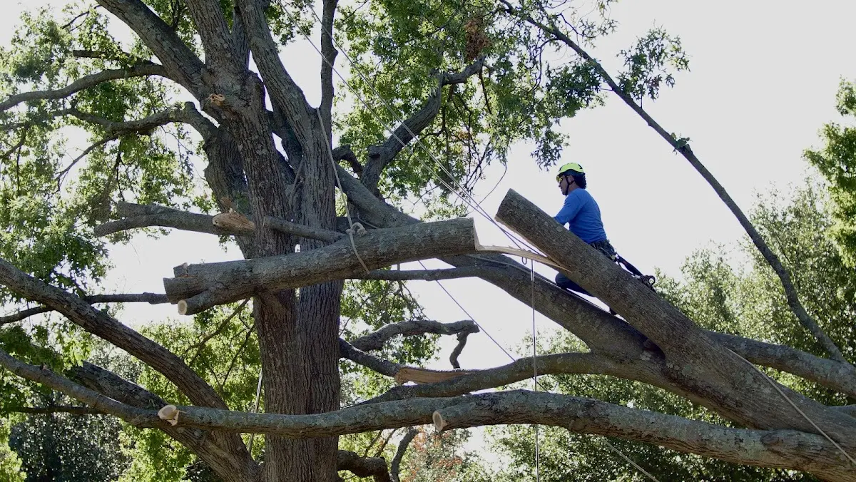 Professional Crown Thinning performed by certified arborists in Wilmington